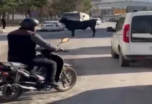 İSKENDERUN ANGUSTAN KURTULUYOR
