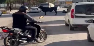 İSKENDERUN ANGUSTAN KURTULUYOR